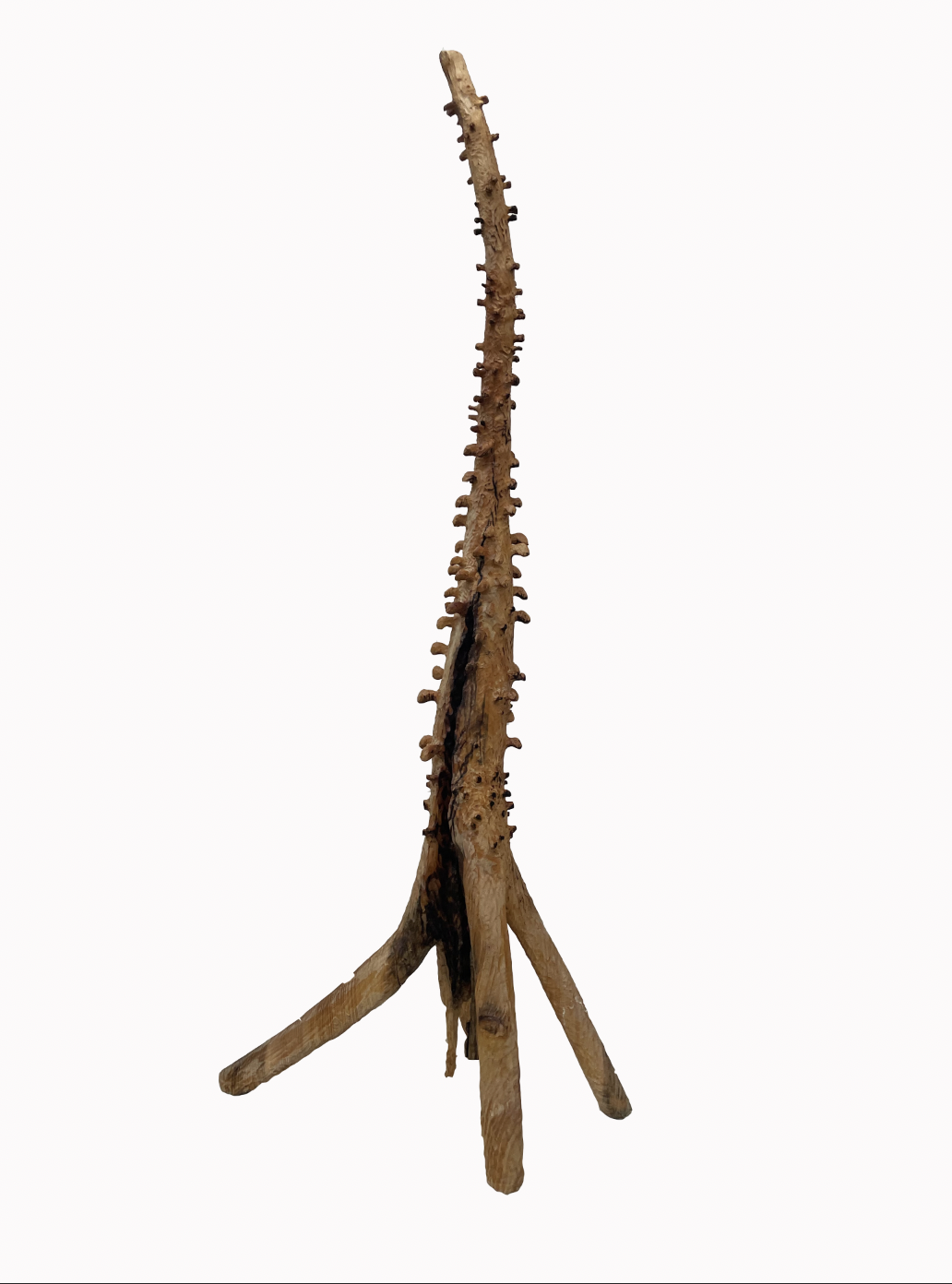 Wurzel gebrannt und geölt