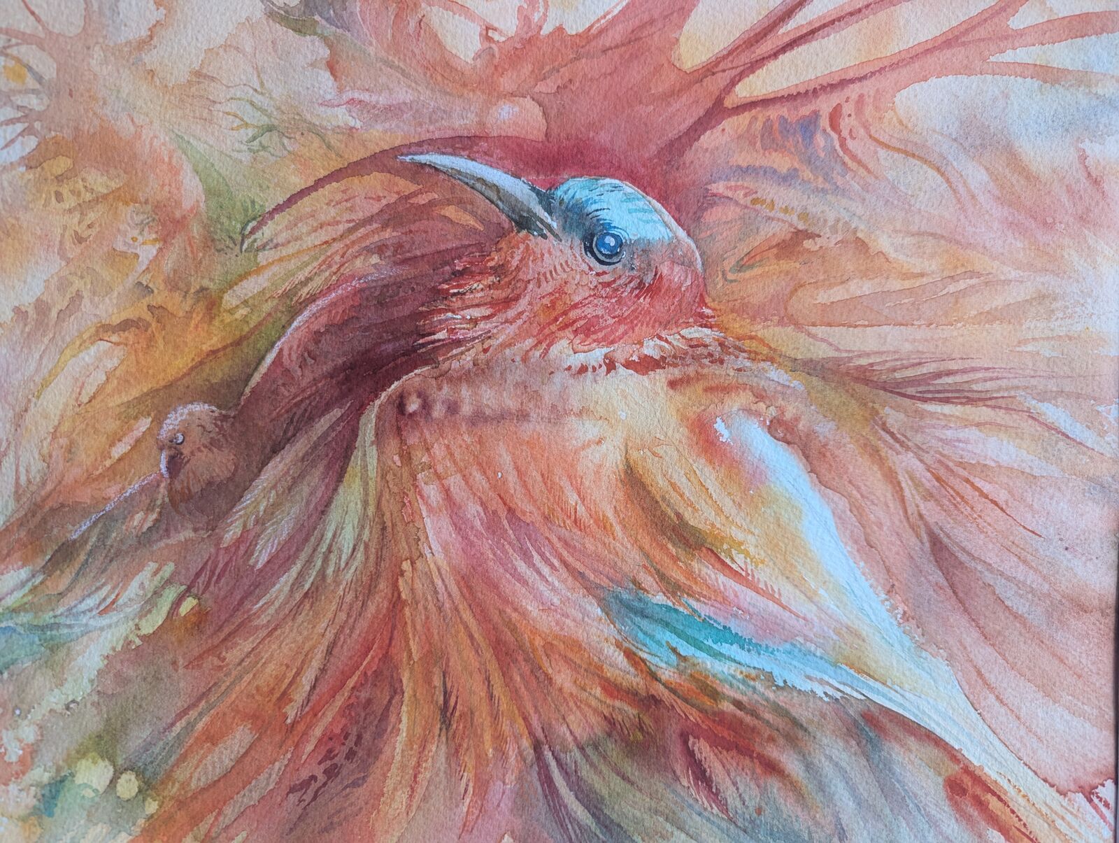 Eisvogel badet in Rot